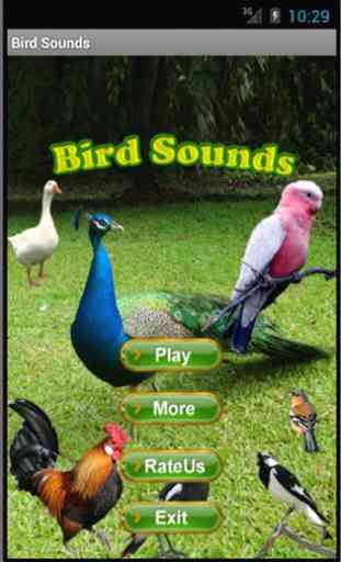 Bird Sounds 1