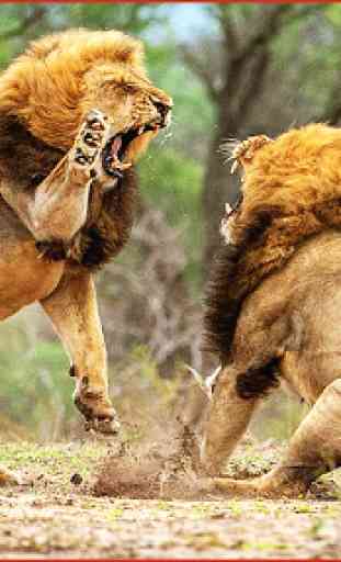 Aller Lutte Lions d'Afrique 1