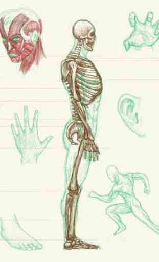 Anatomie humaine 1