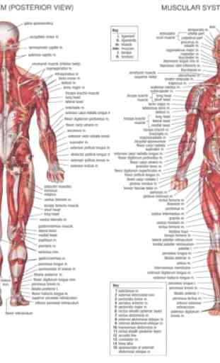 Anatomie humaine 2