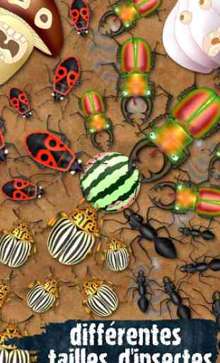 Hexapod jeux insecte coléoptères fourmis punaises 2