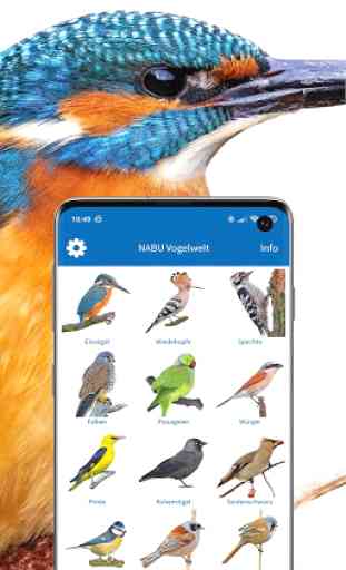 NABU Vogelwelt - Vögel Entdecken und Bestimmen 2