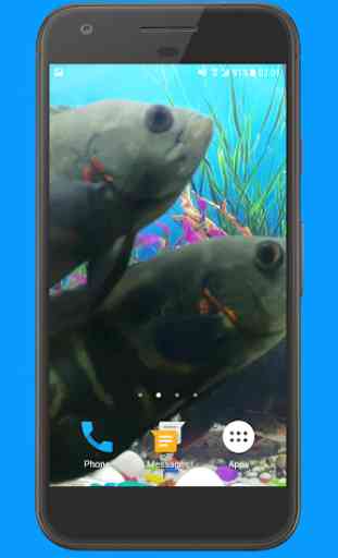 Oscar Fish Aquarium Video 3D 3