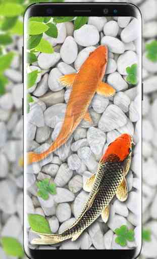 poisson vivre fond d'écran 2018 aquarium koi fond 4