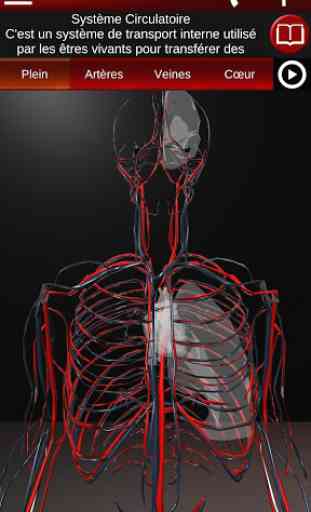 Système circulatoire en 3D (anatomie) 1