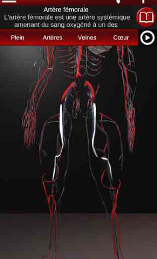 Système circulatoire en 3D (anatomie) 3