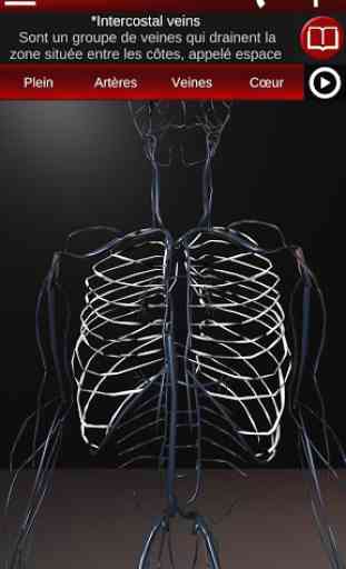 Système circulatoire en 3D (anatomie) 4