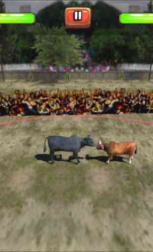 Bull Fight 2