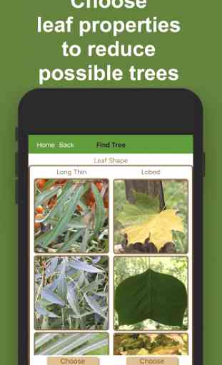 Forest Tree Identification 2