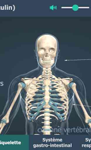 Le corps humain (masculin), 3D éducative, VR 3