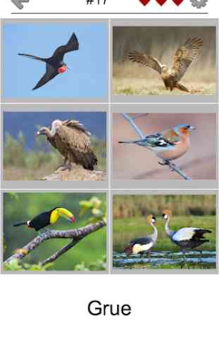 Oiseaux célèbres du monde - Quiz sur l'oiseau 2
