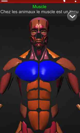 Système Musculaire 3D Anatomie 1
