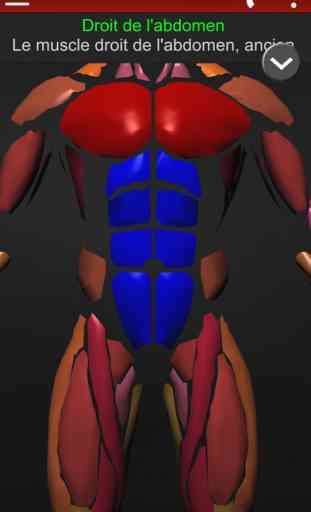 Système Musculaire 3D Anatomie 2