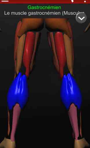 Système Musculaire 3D Anatomie 3