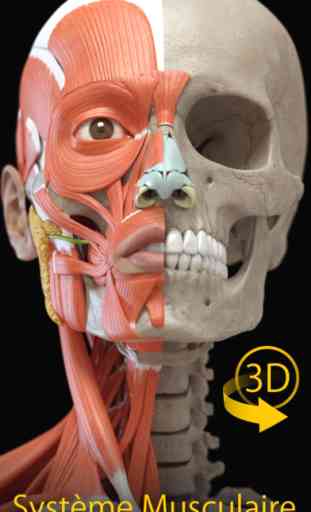 Système musculaire - Atlas d’Anatomie 3D - Lite 1