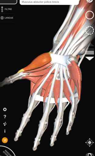 Système musculaire - Atlas d’Anatomie 3D - Lite 2