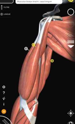 Système musculaire - Atlas d’Anatomie 3D - Lite 3