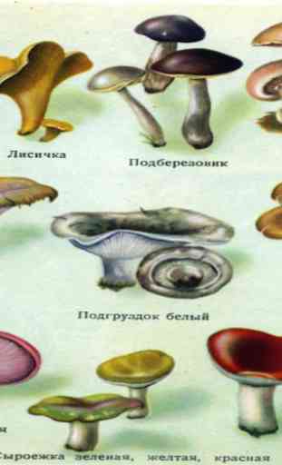 Guide photo de champignons 2