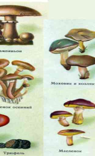 Guide photo de champignons 3