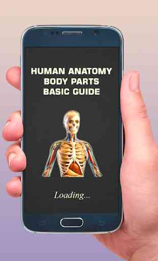 Human Anatomy Bones and Internal Organs Anatomical 1