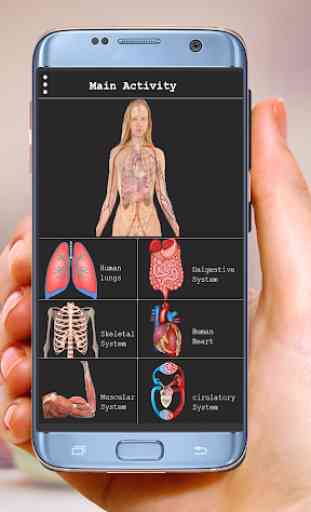 Human Anatomy Bones and Internal Organs Anatomical 2