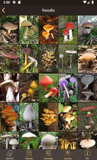 iFunch - Mushrooms identification and catalog 4
