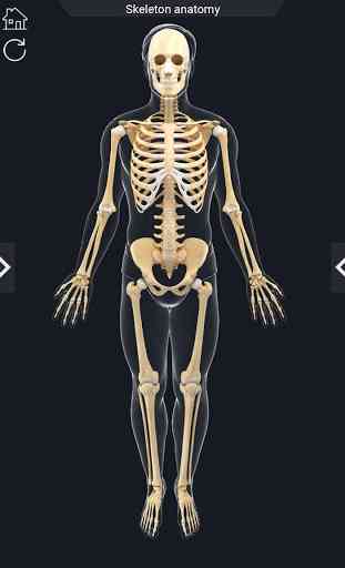 My Skeleton Anatomy 2