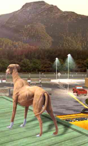 Greyhound Dog Simulator 3