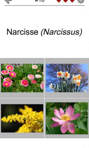 Fleurs - Le quiz botanique sur les belles plantes 2