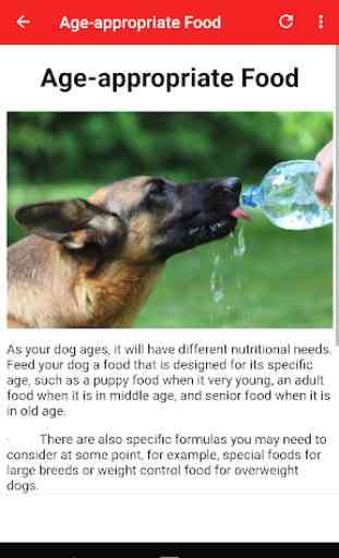 How To Take Care Of A German Shepherd 3