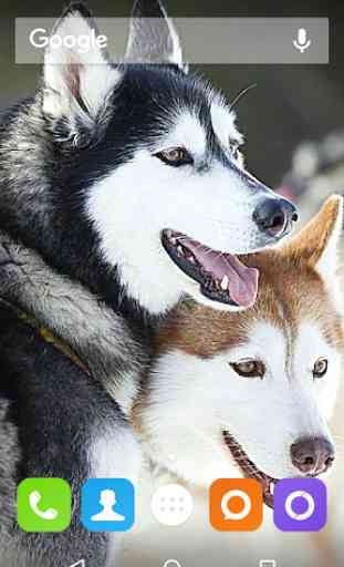 Siberian Husky Dog Wallpapers 3