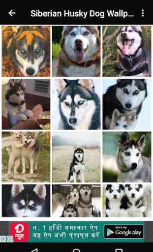 Siberian Husky Dog Wallpapers 4