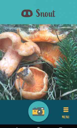Snout: Mushroom Identification 3