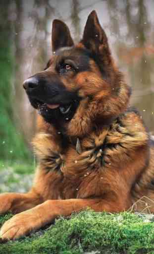 Thèmes de races de chiens de berger allemand 1