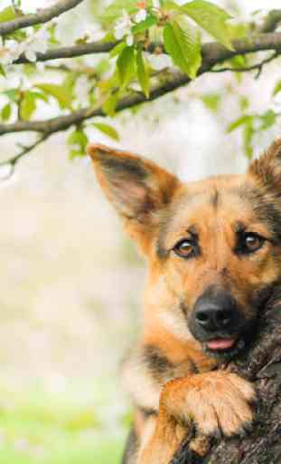Thèmes de races de chiens de berger allemand 4