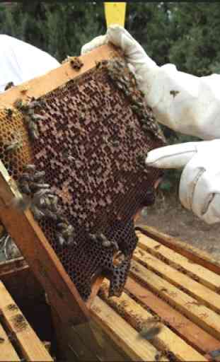 Apprendre l'apiculture L'apiculture pas à pas 1