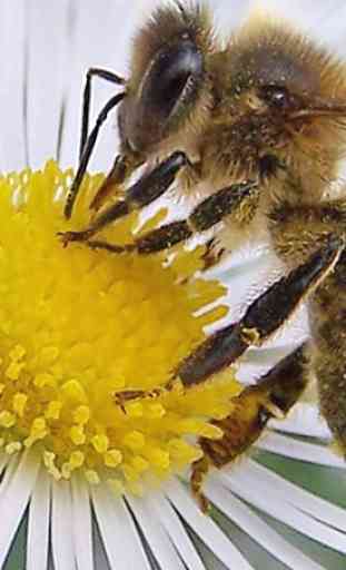 Apprendre l'apiculture L'apiculture pas à pas 2