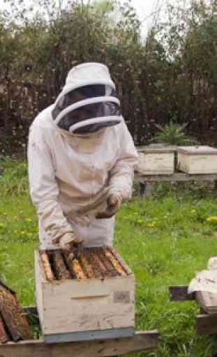 Apprendre l'apiculture L'apiculture pas à pas 3