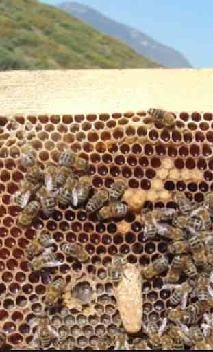 Apprendre l'apiculture L'apiculture pas à pas 4