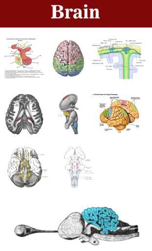 Cerveau 3