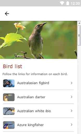 Kakadu Birds 4