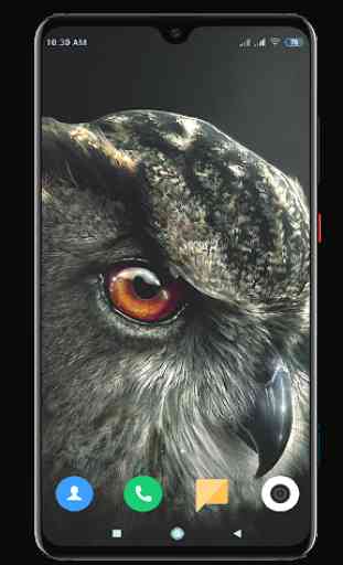 Owl Wallpaper HD 1