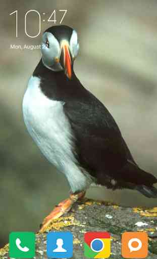 Puffin Wallpapers 1