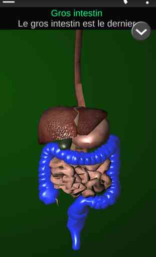 Organes 3D (Anatomie) 2