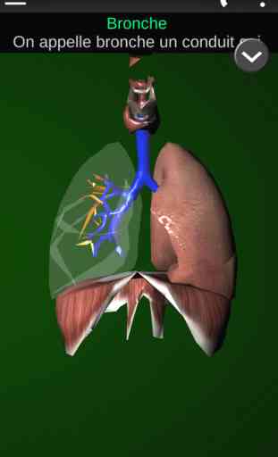 Organes 3D (Anatomie) 3
