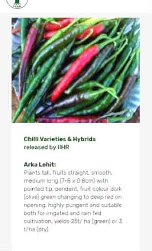Chilli Cultivation IIHR 3