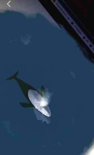 Blue Whale AR 3