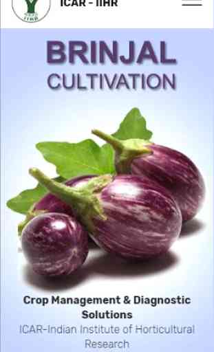 Brinjal Cultivation IIHR 1