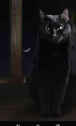 Chat noir mignon fonds d'écran animés 4