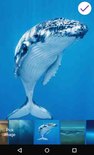 Écran de verrouillage Blue Whale 3